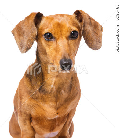 Dachshund dog portrait 9280466
