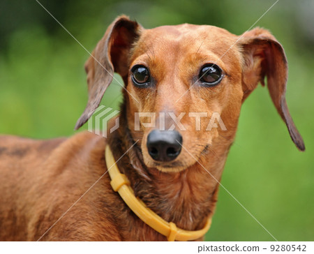 dachshund 9280542