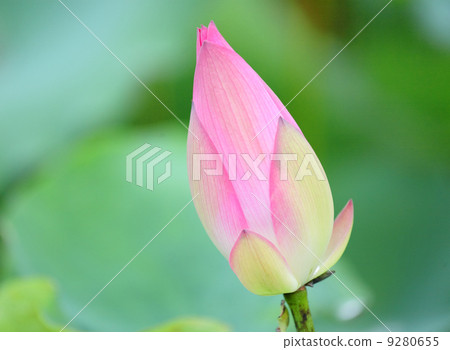 Pink Lotus Bud 9280655