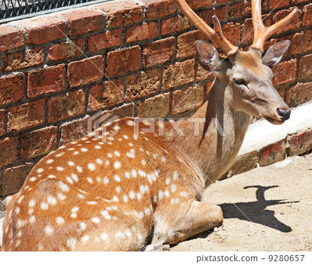 Sika Deer Sika Deer 9280657