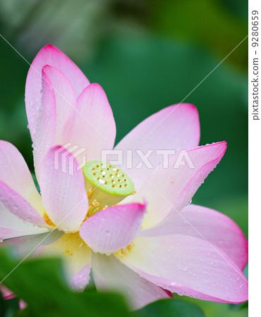 lotus flower 9280659