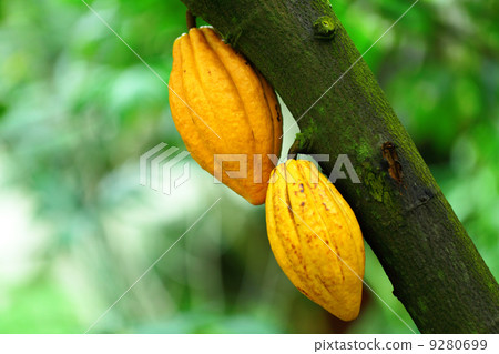 Cocoa pods 9280699