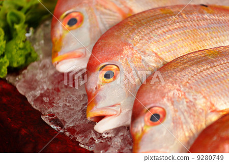 fish for sale 9280749