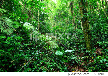 jungle 9280900