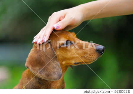 obedience dog 9280928