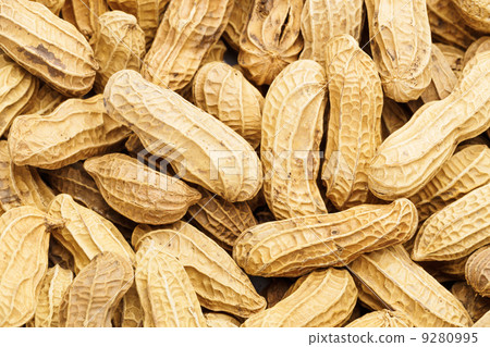 Peanut 9280995