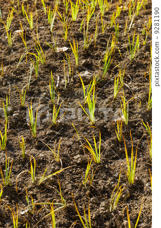 Young green plant in the field 9281190