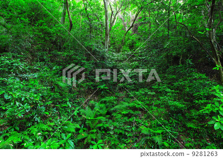 forest forest 9281263