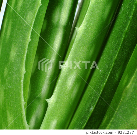 aloe vera aloe vera 9281287