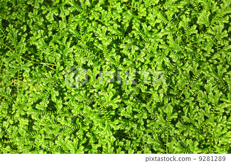 Green leaves background 9281289