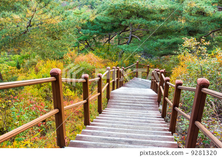Wooden hiking path in forest 9281320