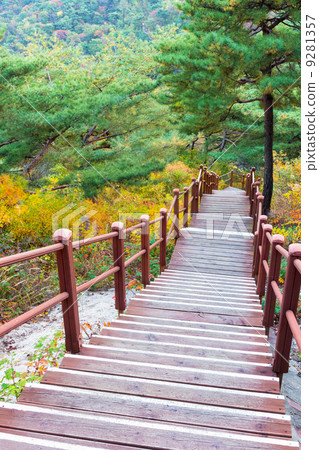 Wooden steps in forest Wooden steps in forest 9281357