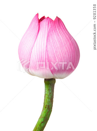 Lotus bud isolated on white background 9281358