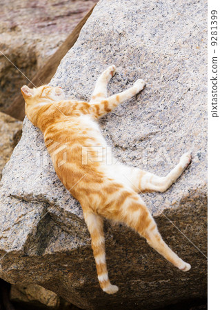 Sleeping cat on the rock 9281399