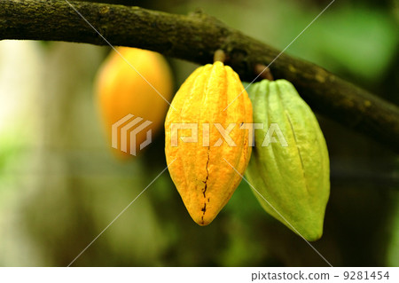 Cocoa pods Cocoa pods 9281454