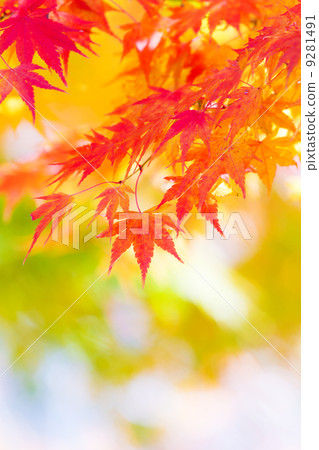 Maple tree in autumn 9281491