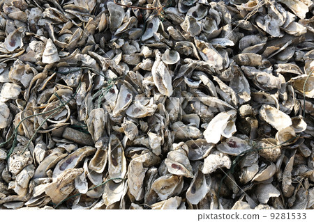 oyster shell 9281533