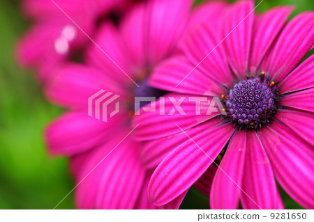 Purple flower close up 9281650