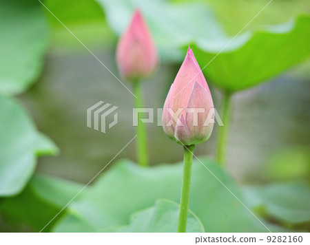 lotus buds 9282160