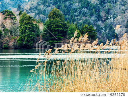 Forest and lake 9282170
