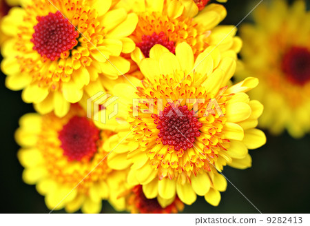 yellow flower close up 9282413