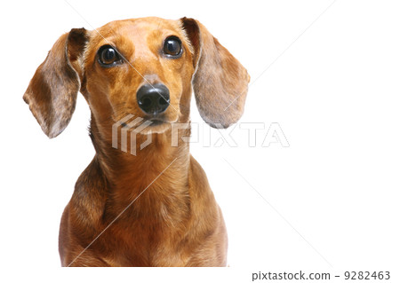 Dachshund Dog 9282463