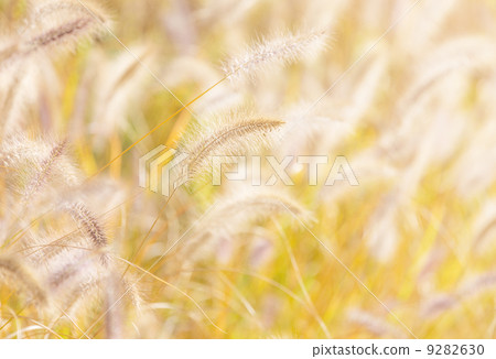 Autumn reed under sunlight Autumn reed under sunlight 9282630