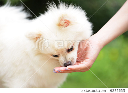feed the dog 9282635