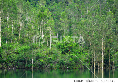 lake with green tree lake with green tree 9282830