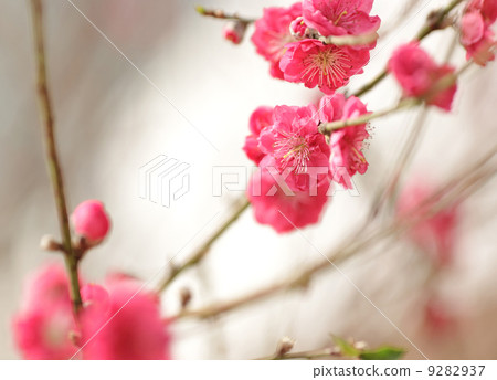 cherry blossoms for chinese new year cherry blossoms for chinese new year 9282937