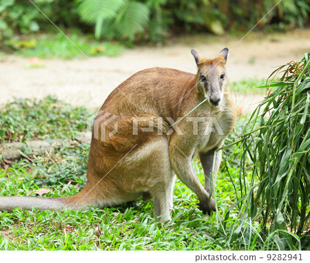kangaroo 9282941