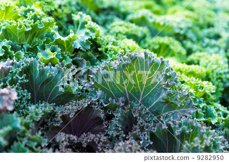 Fresh lettuce close up 9282950