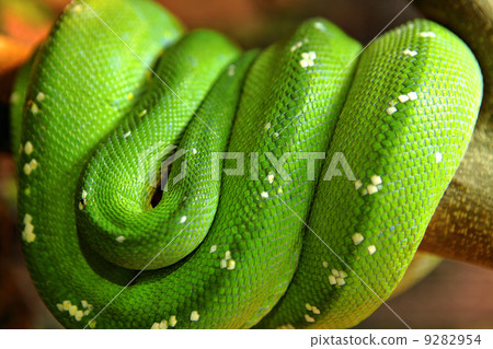 Green snake 9282954