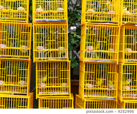 Birds in cage at birds market in Hongkong 9282998