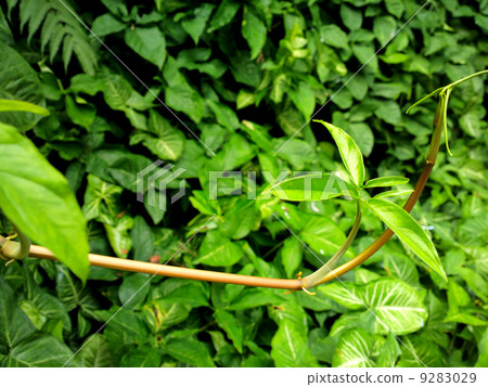 fresh green leaf 9283029