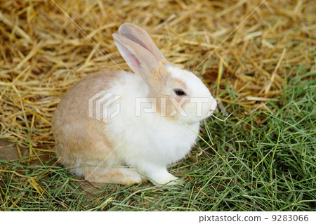 rabbit in farm 9283066