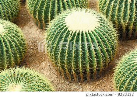 cactus cactus 9283122