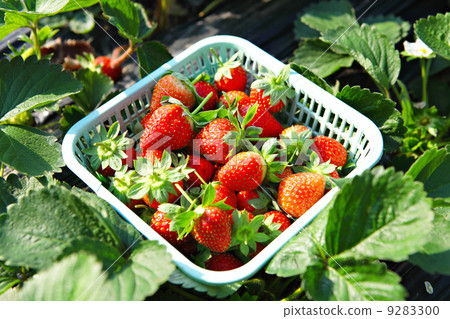 Fresh picked strawberries Fresh picked strawberries 9283300