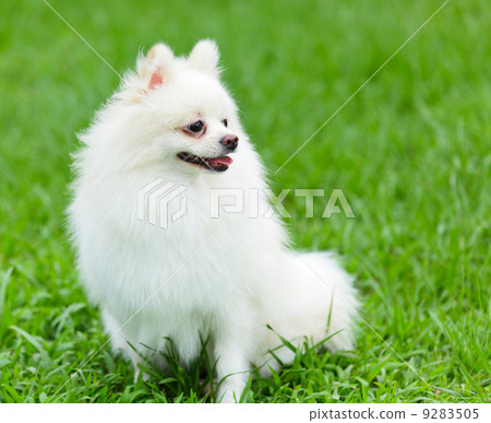 white pomeranian dog 9283505