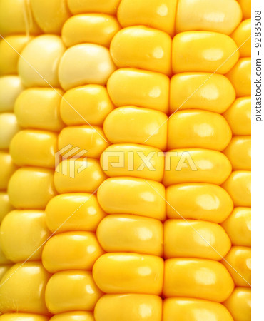 corn 9283508