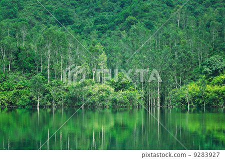 lake with tree 9283927