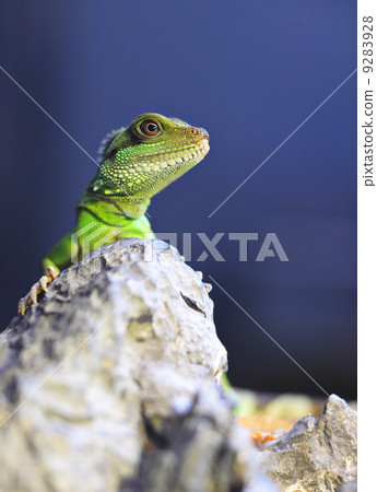 green iguana 9283928