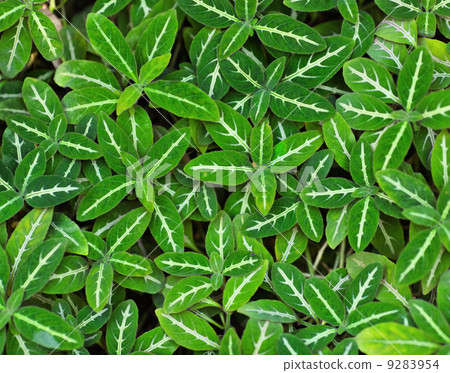 Green leaves background Green leaves background 9283954