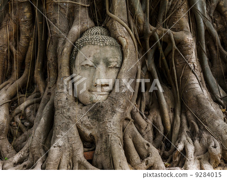 Buddha head in old tree 9284015