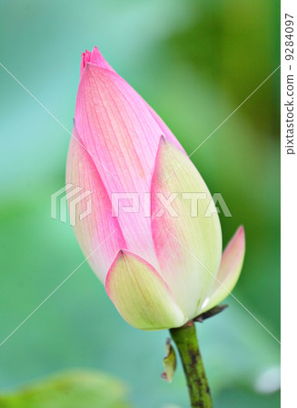 lotus bud 9284097