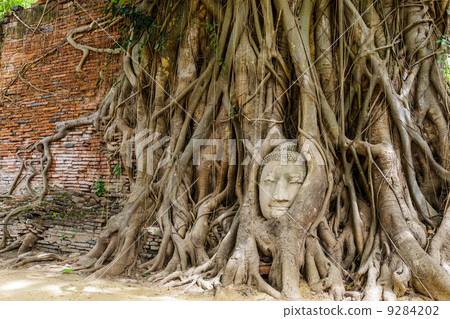 Head of Buddha in a tree trunk 9284202