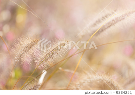 Wildness grass with sunlight Wildness grass with sunlight 9284231