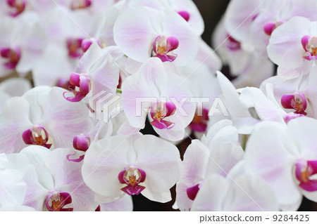 orchid flowers 9284425