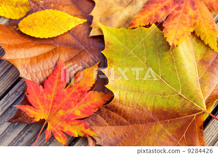 Autumn maple leave with wooden background 9284426