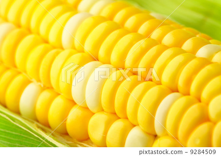 corn cob with green leaves 9284509
